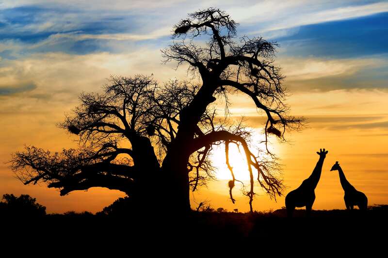 Giraffes outlined in African sunet