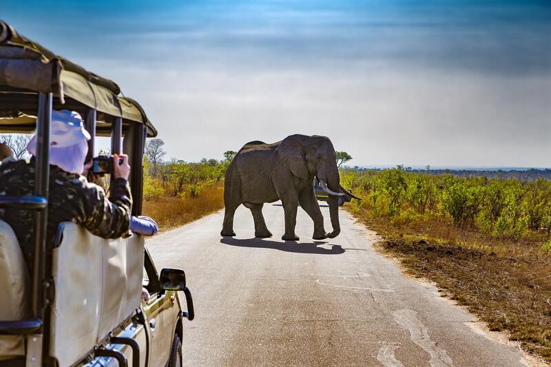 Elephant safari in Kruger National Park, South Africa